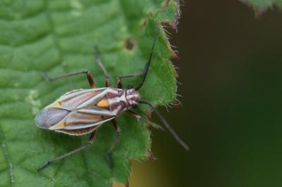 <i>Horistus orientalis</i>