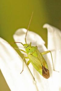 <i>Closterotomus norwegicus</i>