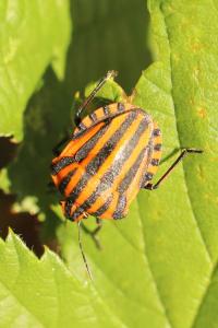 <i>Graphosoma italicum</i>
