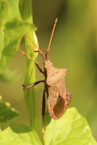 <i>Coreus marginatus</i>