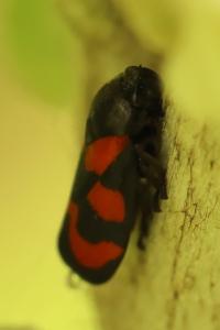 <i>Cercopis vulnerata</i>