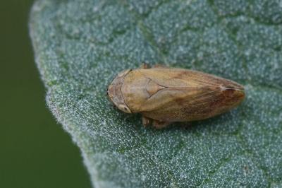 <i>Philaenus spumarius</i>
