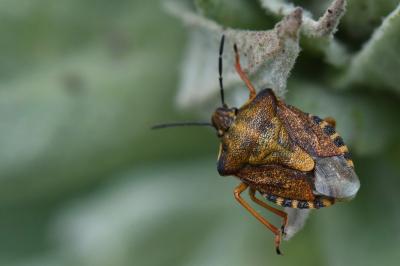 <i>Carpocoris purpureipennis</i>