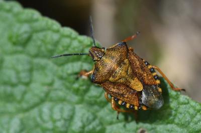 <i>Carpocoris purpureipennis</i>