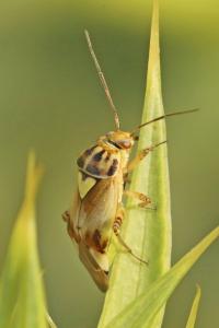 <i>Lygus pratensis</i>