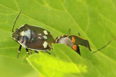Eurydema oleracea
