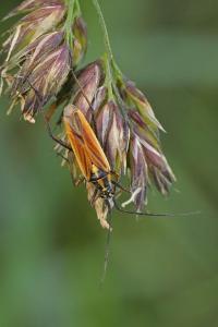 <i>Leptopterna dolabrata</i>
