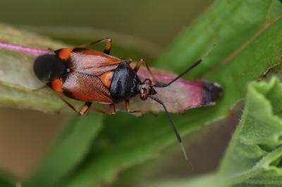 <i>Deraeocoris ruber</i>