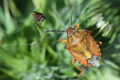 <i>Carpocoris purpureipennis</i>