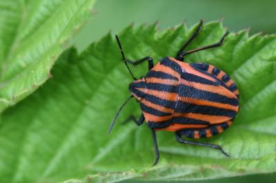 <i>Graphosoma italicum</i>