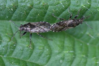 <i>Heterogaster urticae</i>