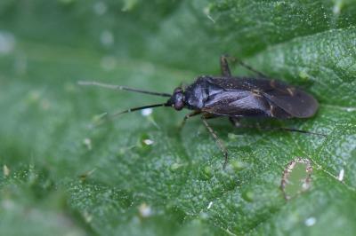 <i>Plagiognathus arbustorum</i>