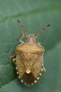 <i>Peribalus strictus</i>