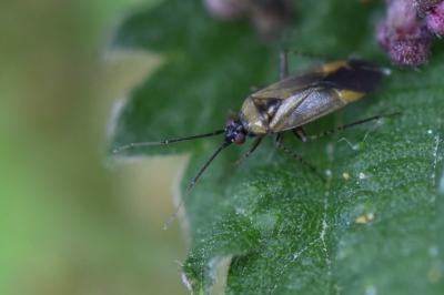 <i>Plagiognathus arbustorum</i>