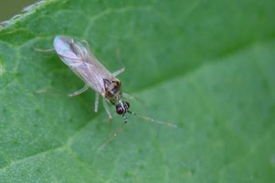 <i>Dicyphus</i>