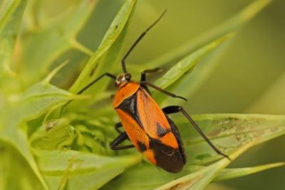 <i>Brachycoleus triangularis</i>