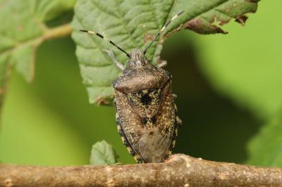<i>Rhaphigaster nebulosa</i>