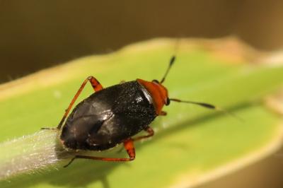 <i>Capsus ater</i>