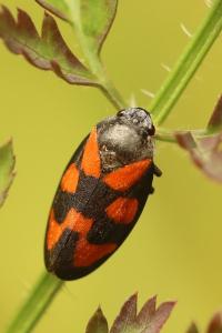 <i>Cercopis vulnerata</i>