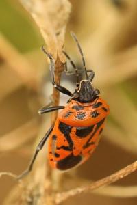 <i>Eurydema ornata</i>