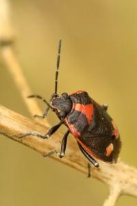 <i>Eurydema oleracea</i>