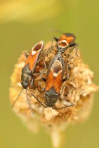 <i>Pterotmetus staphyliniformis</i>