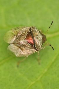 <i>Stagonomus venustissimus</i>