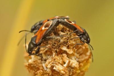 <i>Pterotmetus staphyliniformis</i>