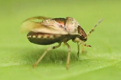 <i>Stagonomus venustissimus</i>