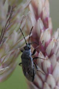 <i>Peritrechus gracilicornis</i>