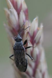<i>Peritrechus gracilicornis</i>