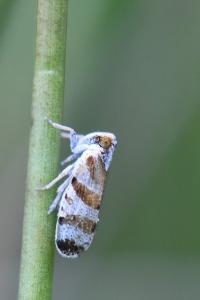 <i>Tachycixius venustulus</i>