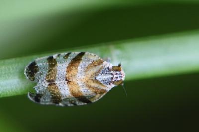 <i>Tachycixius venustulus</i>