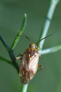 <i>Lygus rugulipennis</i>