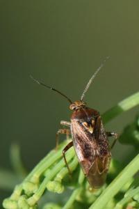 <i>Lygus rugulipennis</i>