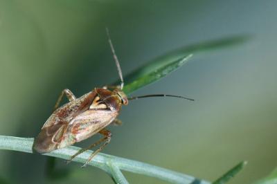 <i>Lygus rugulipennis</i>