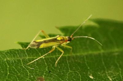 <i>Campyloneura virgula</i>