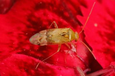 <i>Pinalitus cervinus</i>