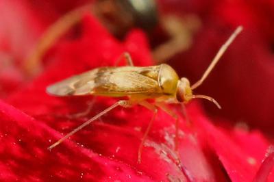 <i>Pinalitus cervinus</i>