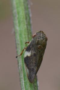<i>Aphrophora alni</i>
