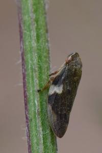 <i>Aphrophora alni</i>