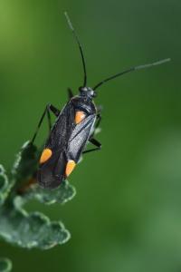 <i>Capsodes flavomarginatus</i>
