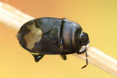 <i>Cydnus aterrimus</i>