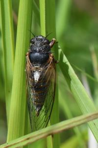<i>Cicadetta</i>