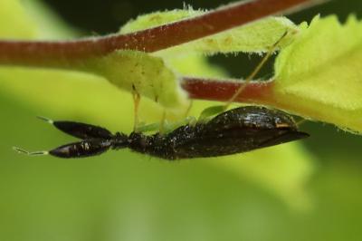 <i>Heterotoma planicornis</i>
