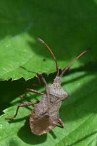 <i>Coreus marginatus</i>
