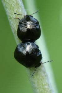 <i>Coptosoma scutellatum</i>
