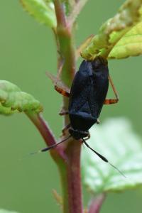 <i>Capsus ater</i>
