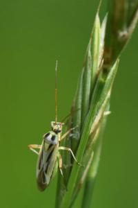 <i>Stenotus binotatus</i>