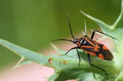 <i>Brachycoleus triangularis</i>
